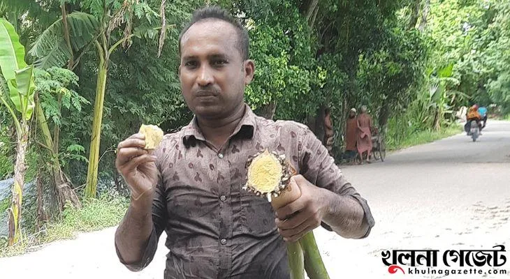 ঘেরের পাড় বাড়ির আঙিনার উঁচু জমিতে হয় থাই অগ্নিস্বর কচু, খাওয়া যায় কাঁচা