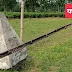 চিলাহাটিতে বিজিবি কর্তৃক জব্দ করা ৩টি গরু নিলামে বিক্রি