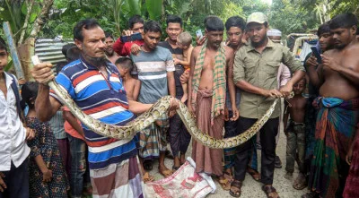 পাথরঘাটায় জালে পেঁচানো অজগর সাপ উদ্ধার