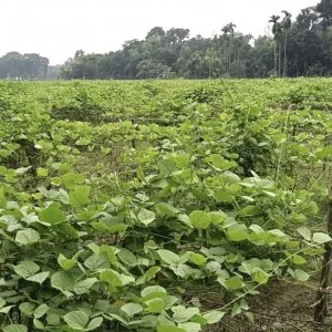 বন্যায় ময়মনসিংহে শাকসবজিতে ক্ষতি ১১ কোটি, দাম বেড়েছে বাজারে