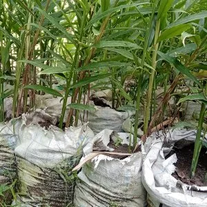 বস্তায় আদা চাষে ঝুঁকছেন কৃষক, পরিবারের চাহিদা মিটিয়ে দেখছেন লাভের মুখ