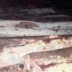 পলাশবাড়ীতে দেড় শতাধিক চোরাই গাছ জব্দ