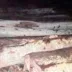 পলাশবাড়ীতে দেড় শতাধিক চোরাই গাছ জব্দ