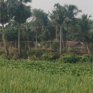 পাঁচবিবি সীমান্তে আবারও কাঁটাতারের বেড়া দিয়েছে বিএসএফ