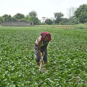 হাত বদলেই কেজিপ্রতি সবজির দাম বাড়ছে ২০ ৪০ টাকা