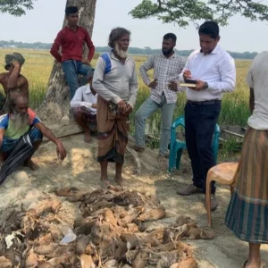 কেন্দুয়ায় বিষ প্রয়োগ করে ১২০০ হাঁস মেরে ফেললো দুর্বৃত্তরা